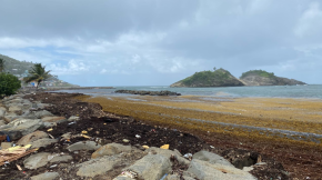 Les algues Sargasses